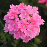 Obsession Cascade Pink Shades Verbena Seeds