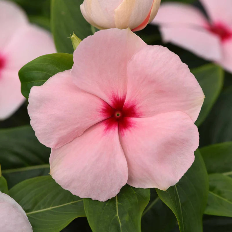 vinca-valiant-apricot-bal-1
